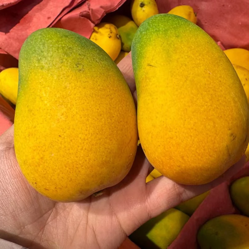 海南小台农芒果500g