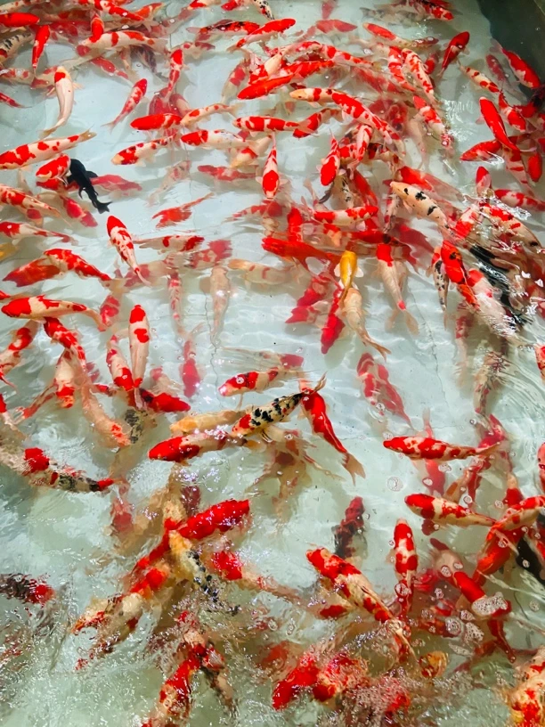 【包邮】正宗耐活冷水观赏鱼纯种锦鲤精品鱼