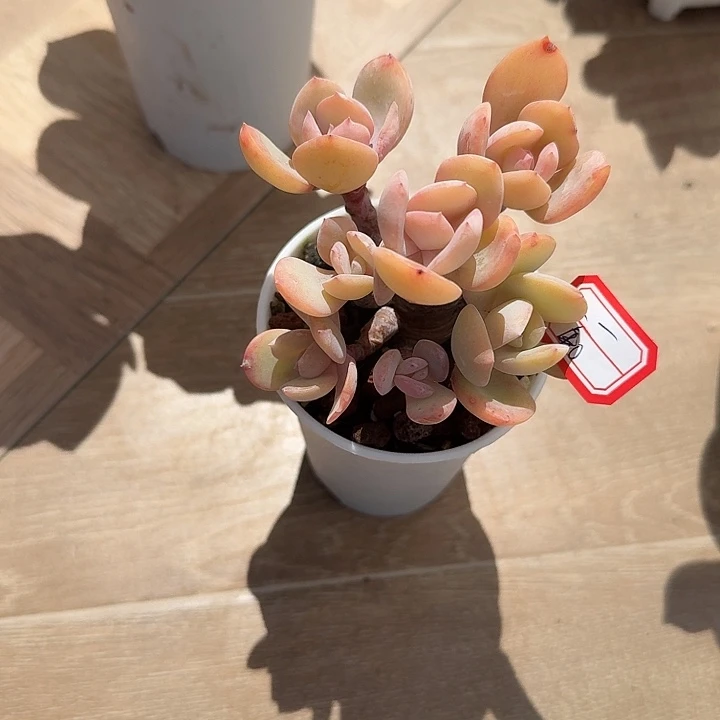 一***一白凤多肉植物一颗