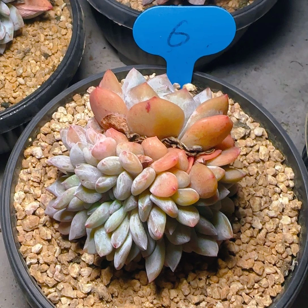 阿****肉星影缀6号一物一拍