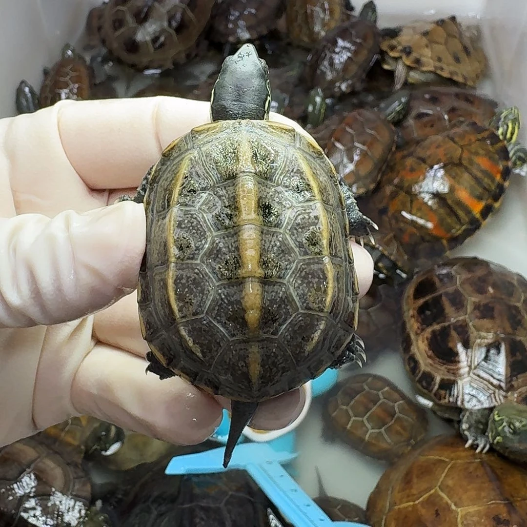 憨***团母中华草龟小乌龟