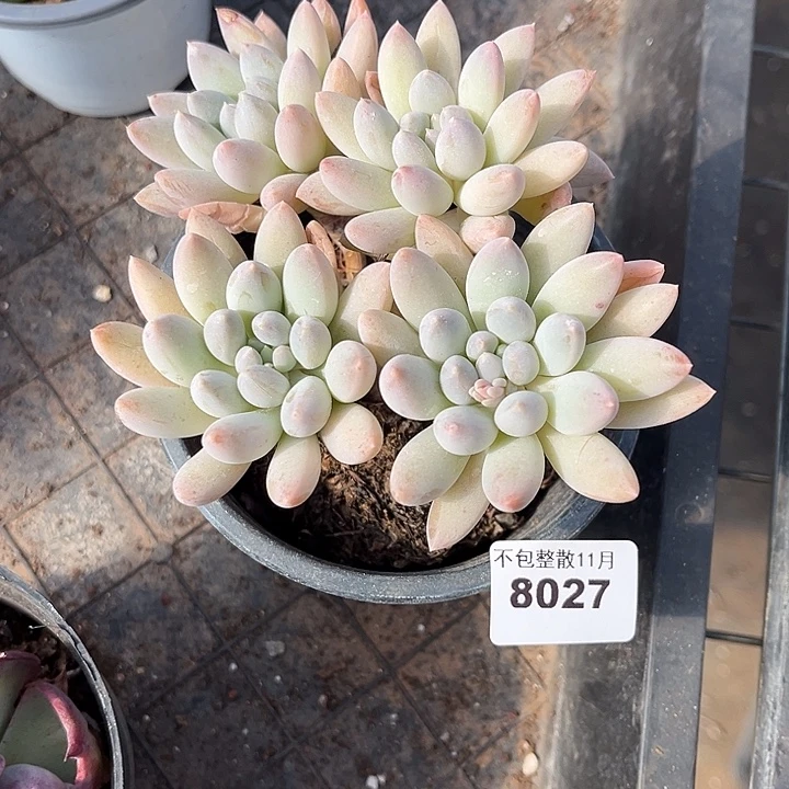 阿雅园艺。      8027奶糖