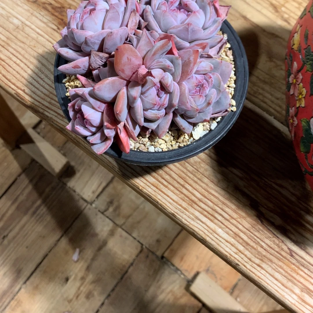 阳****697突尼斯发货多肉