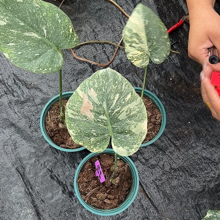 完全开放绿雪底座随机发货不售后