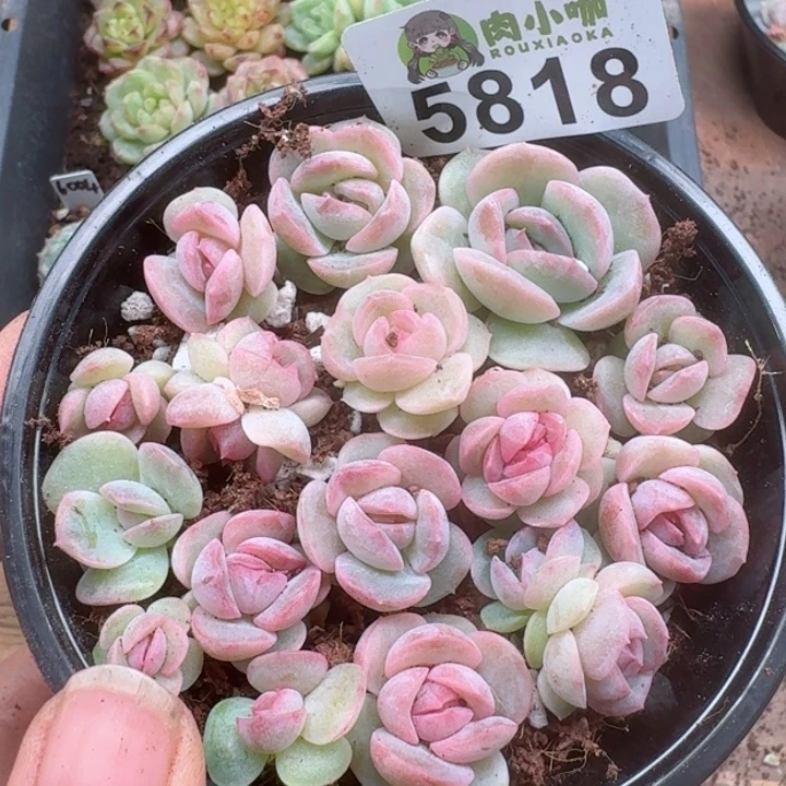 多肉植物多肉植物