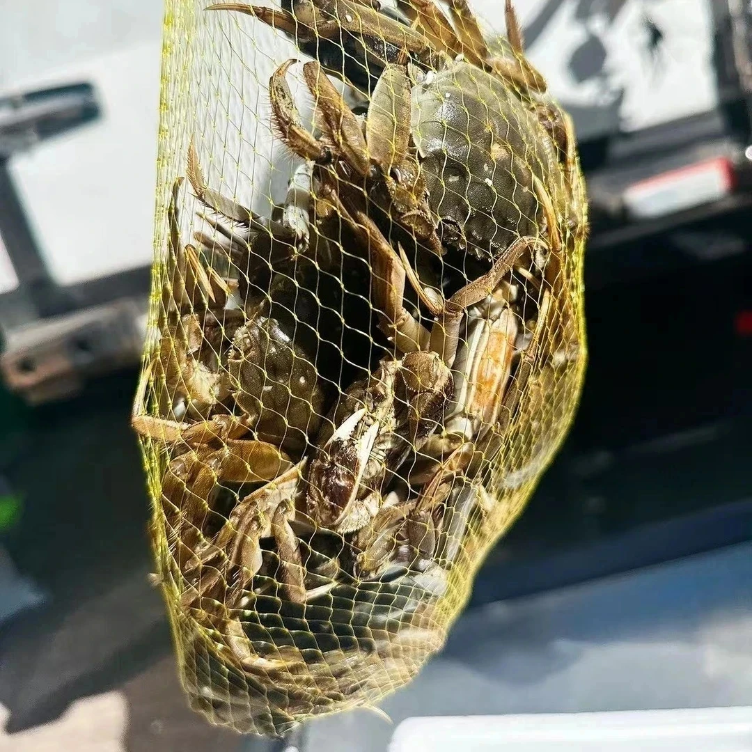 盘锦河蟹 单只1两-8钱2斤重全母蟹