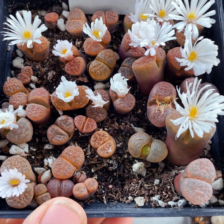 391红蛋糕风铃母本带盆