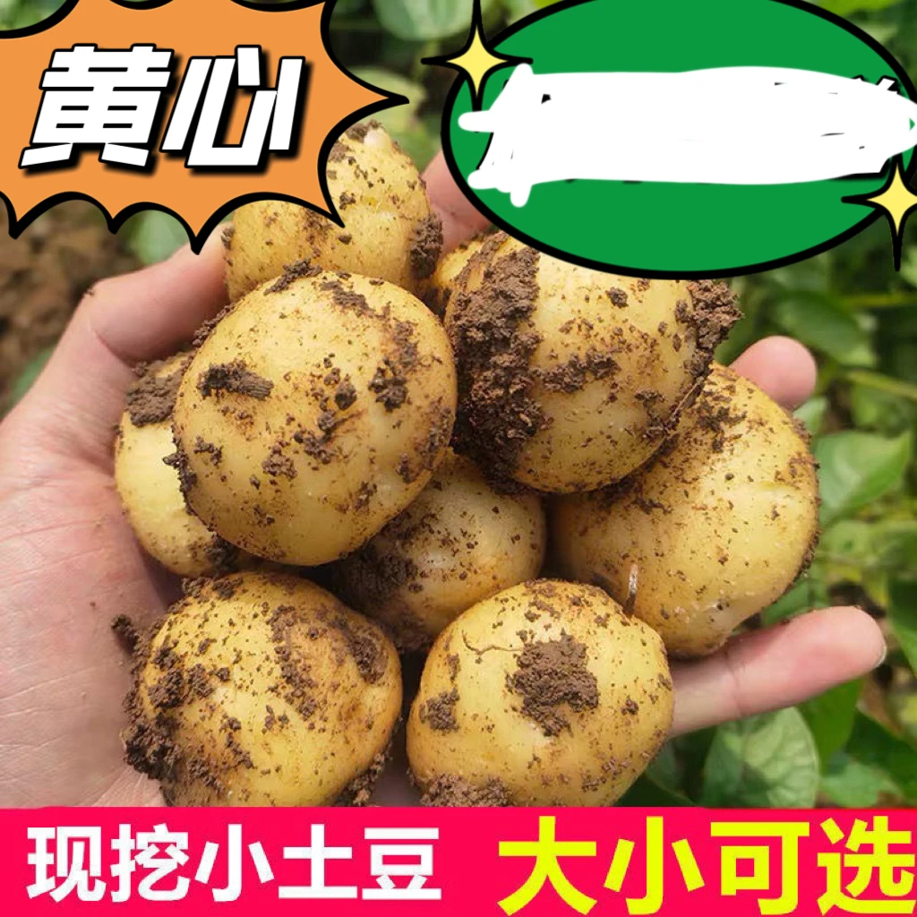 2025年湖北现挖现发新鲜土豆5斤包邮
