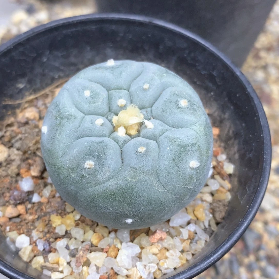 B****记仙人球的世界里有一