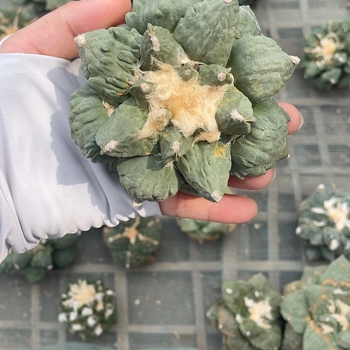 自根村主怒杂牡丹瑕疵特价