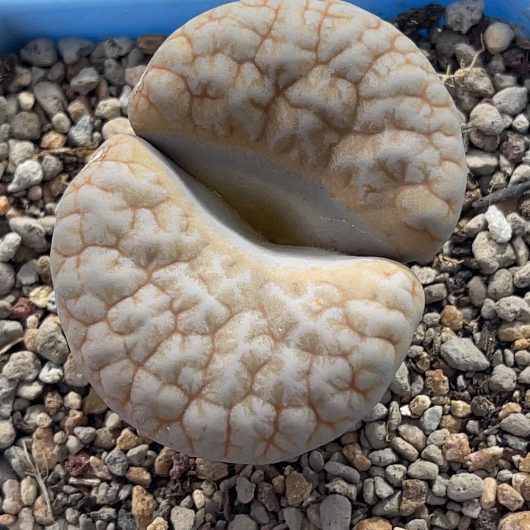 4691拿铁球体1891尺寸4.4