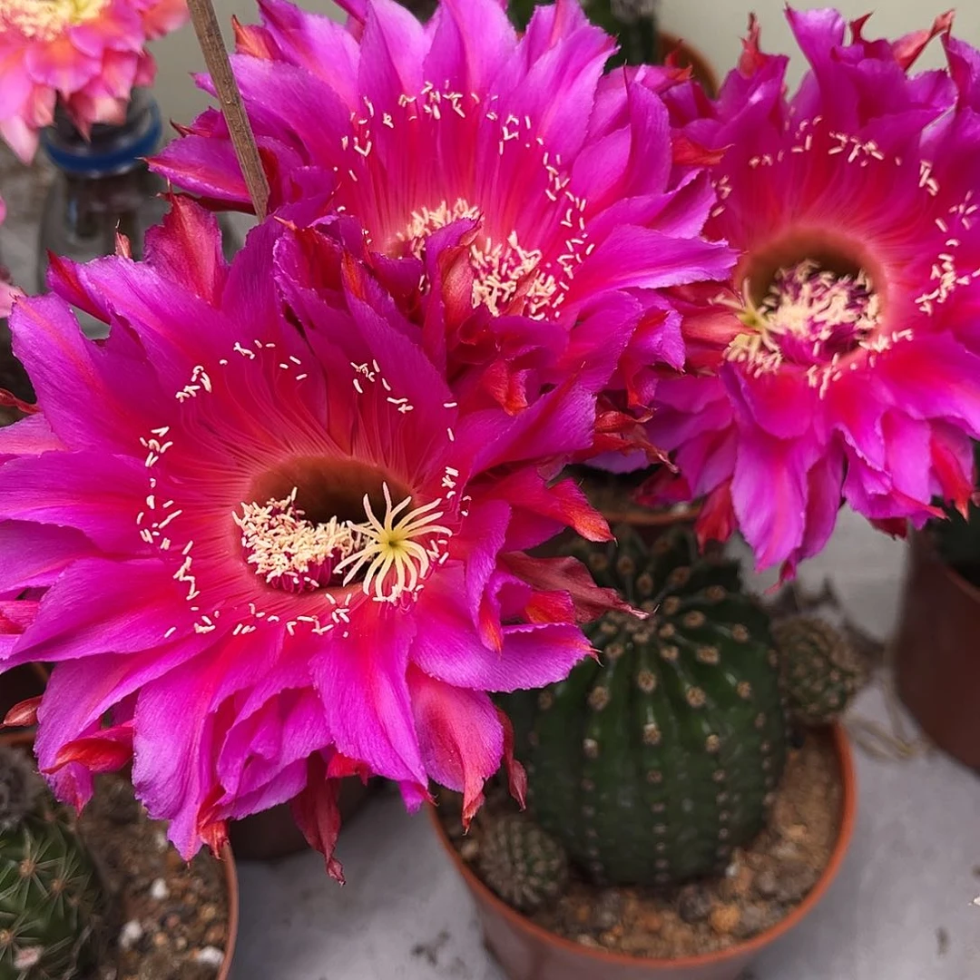 彩草92号6公分左右