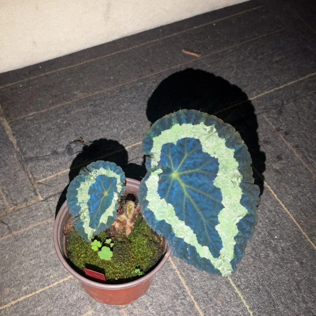 无花朵原生大王！！！