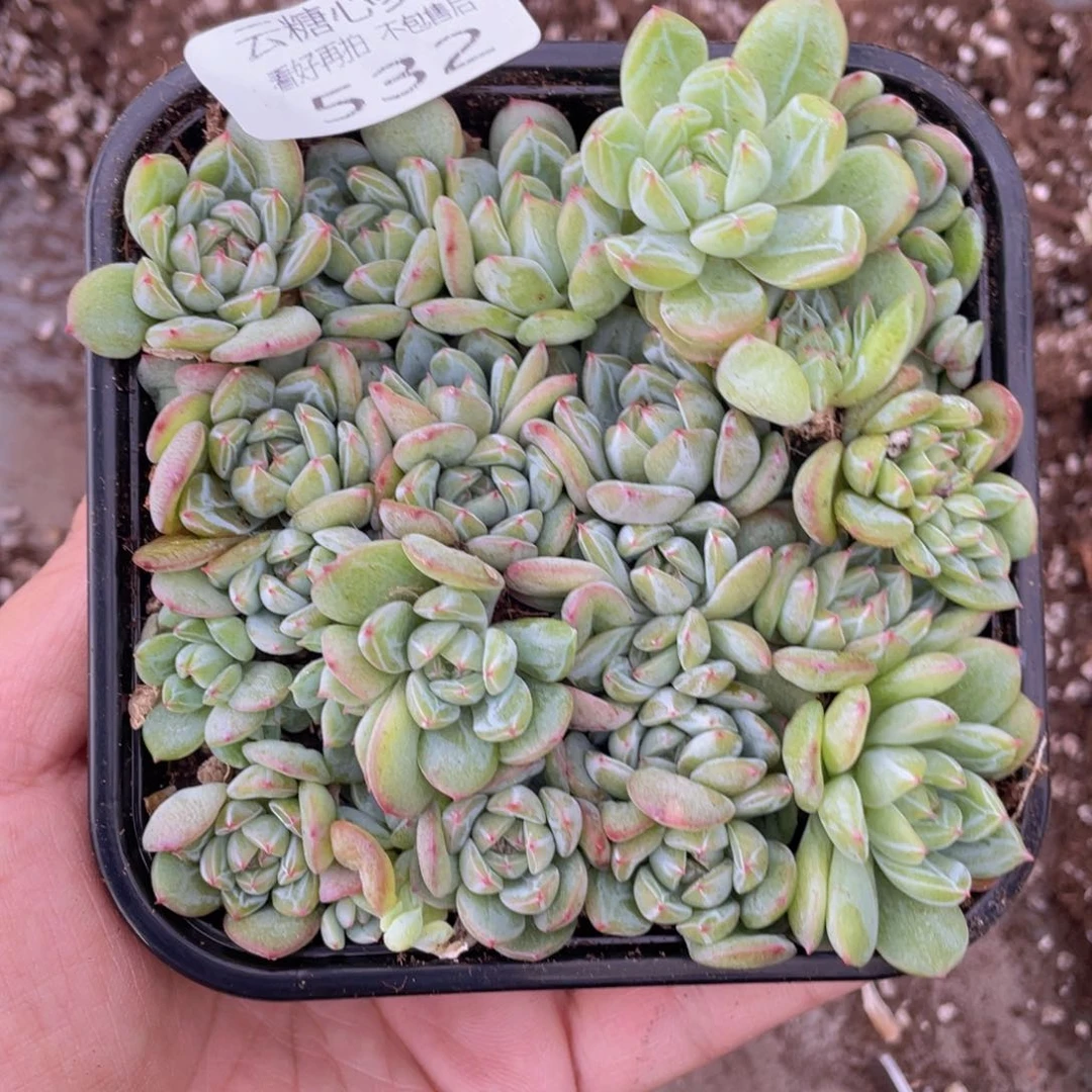 翅****腿云糖心多肉植物532