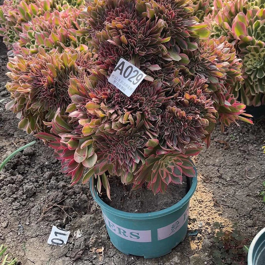 法师法师15/39包邮法师