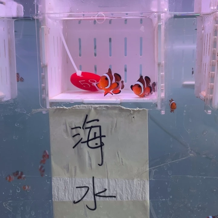 海水鱼精品黑边一对4-5