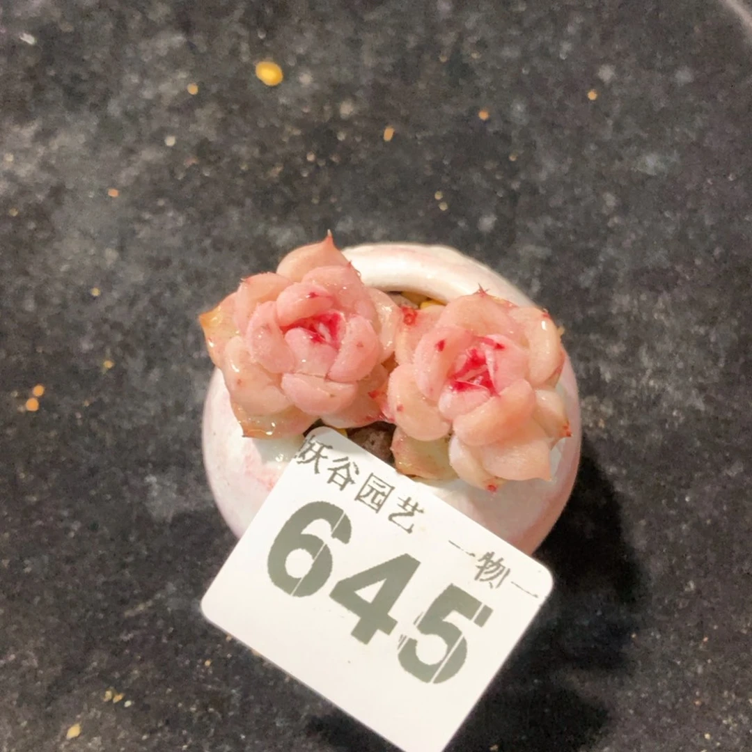 645带盆土发货111