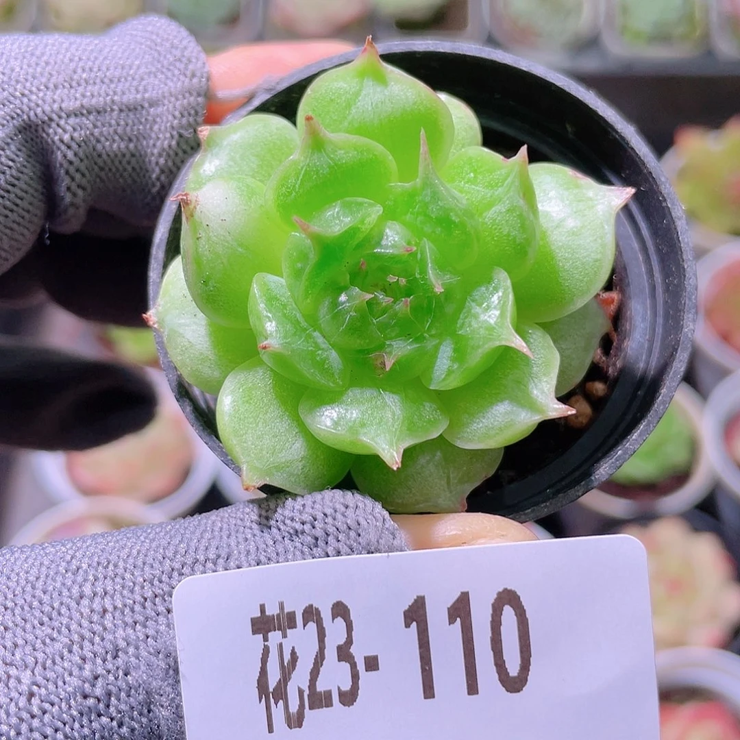 花利美23-110海王