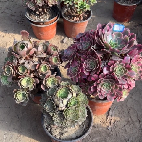 935多肉植物组合，