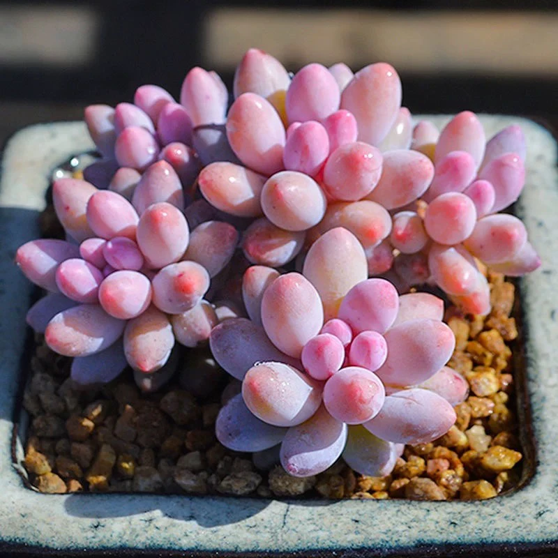 【满9.9包邮】婴儿手指6.5cm盆多肉植物满以直播间展示为准