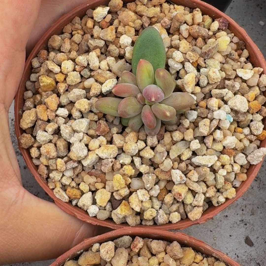 迷雾森林 叶插 一物一拍