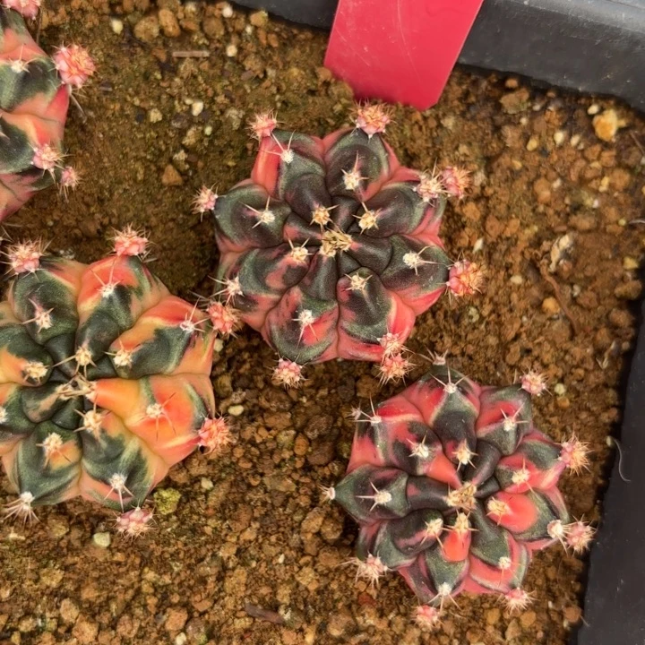 78-0105泰国发货多肉