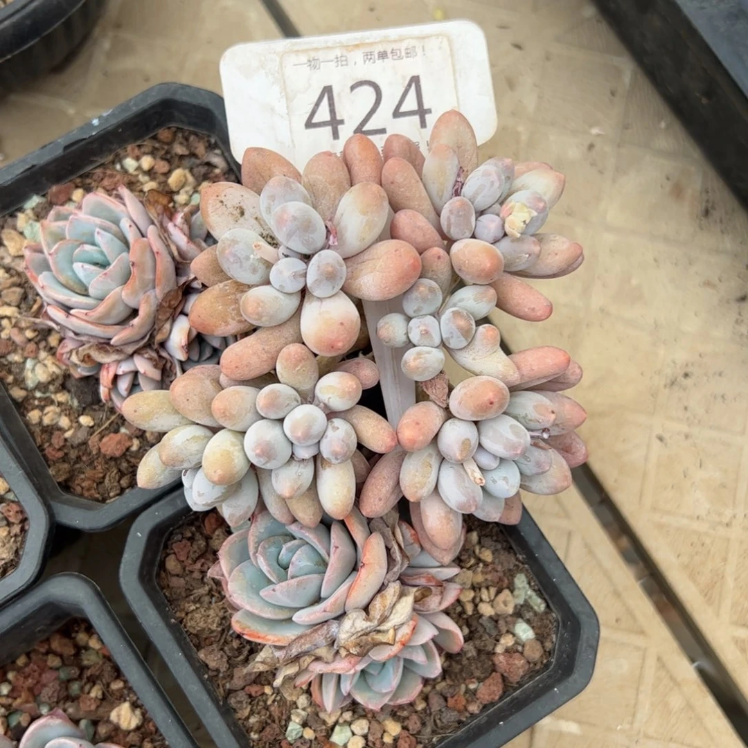 (****笑424号多肉植物