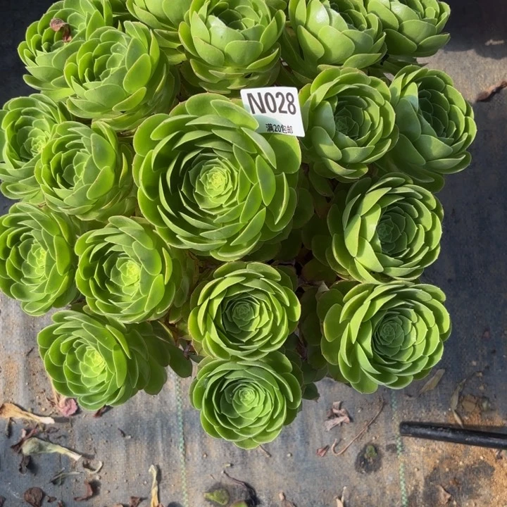 瑞妈多肉园艺028