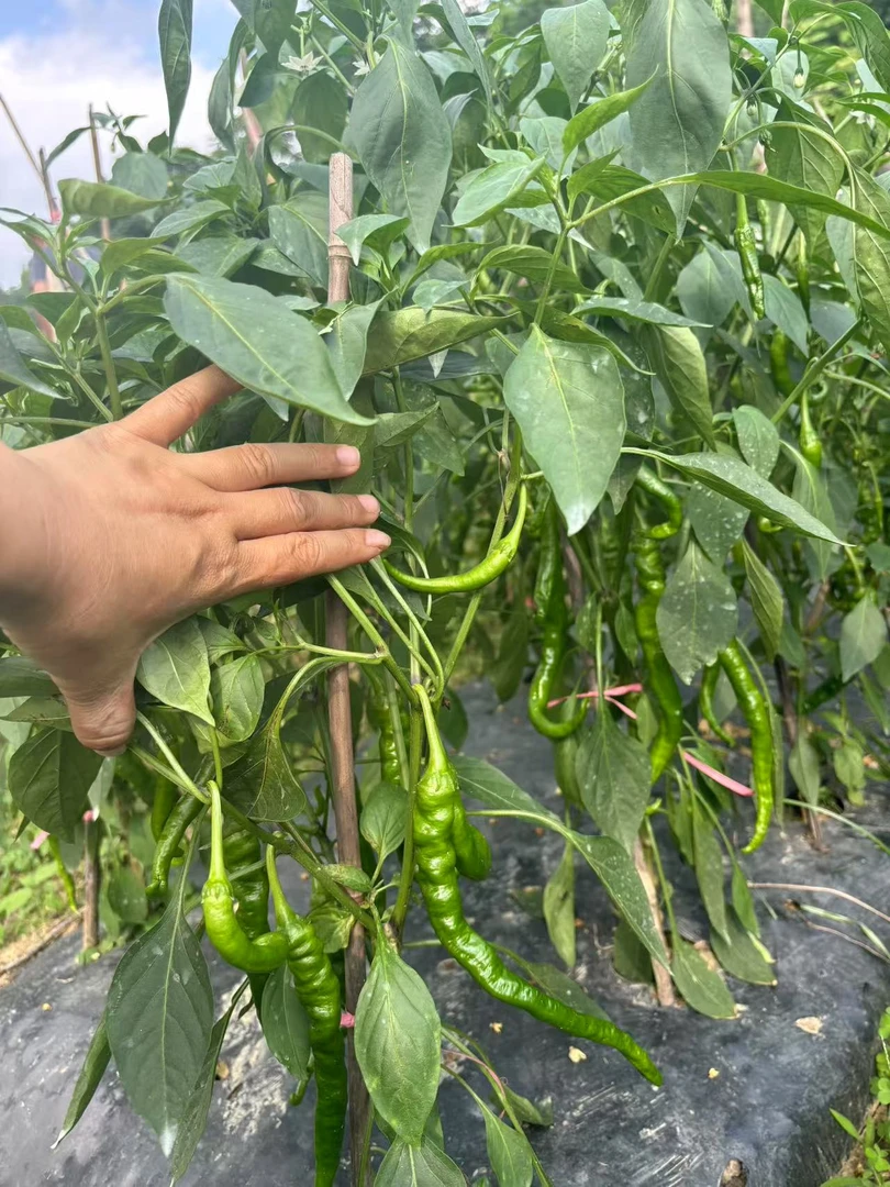 湖南湘西农家土辣椒 （青辣椒）