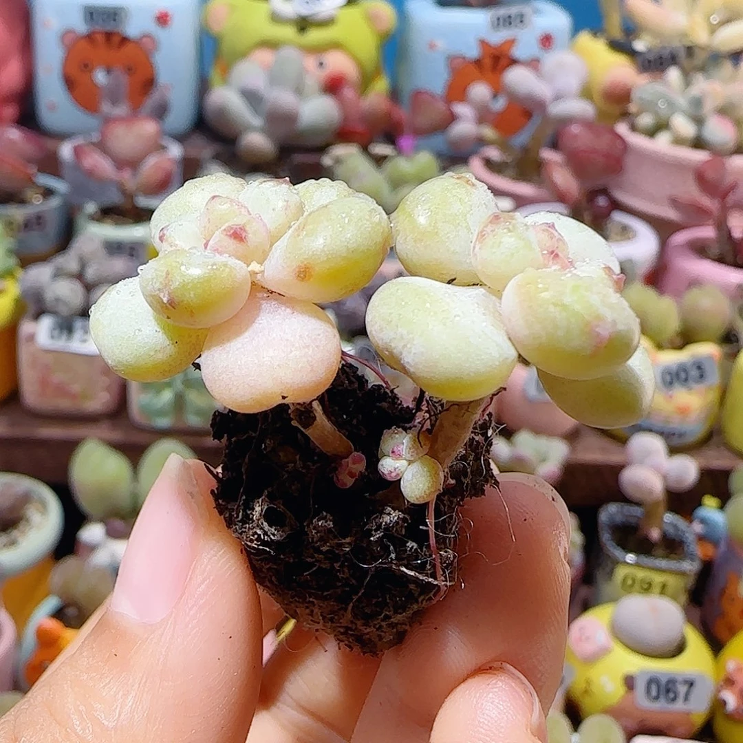 T可爱阳光玫瑰盆口2.5cm
