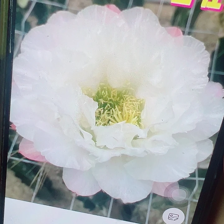 毛花柱 白牡丹 侧芽 满20包邮