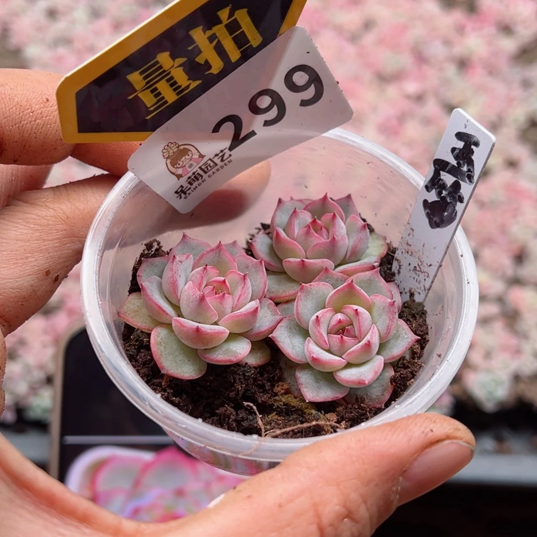 多肉植物多肉植物