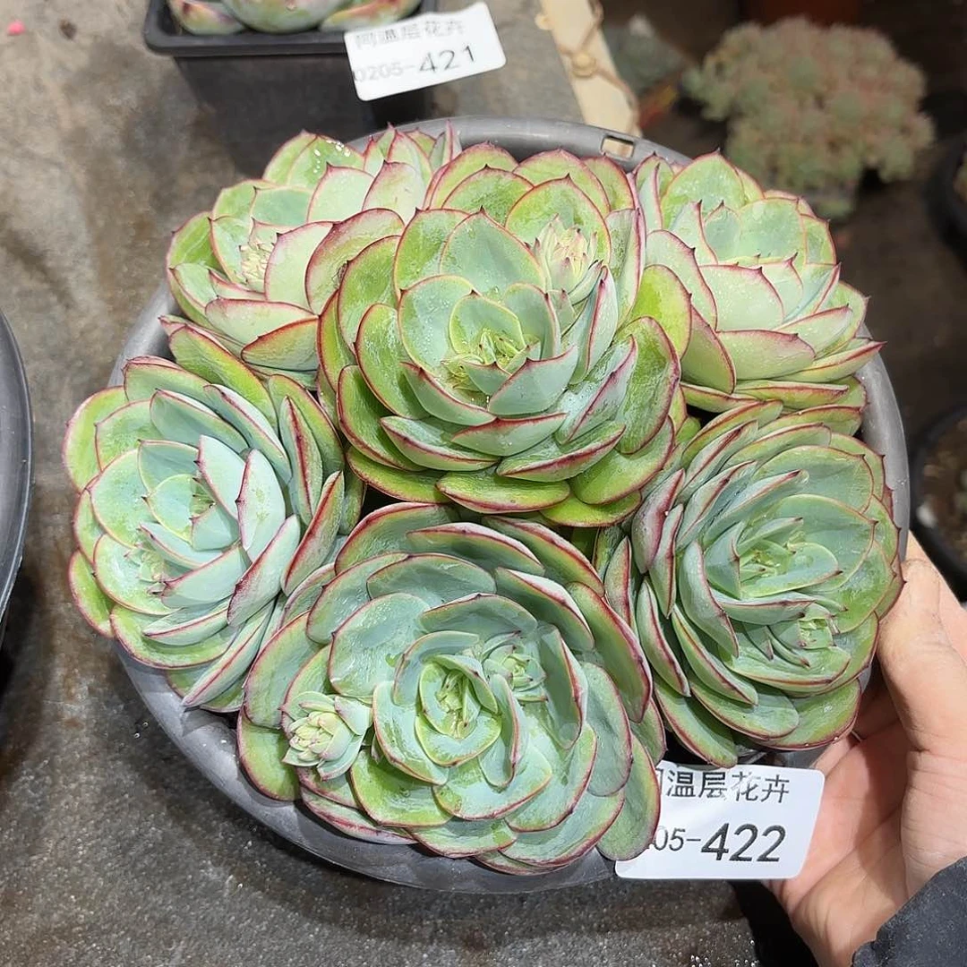 同温层多肉牡丹亭422