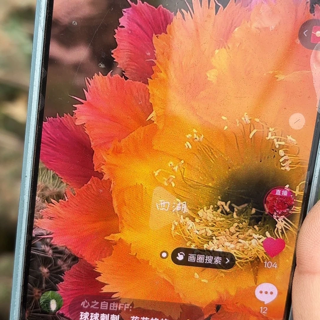 绣球无根侧牙四五公分高
