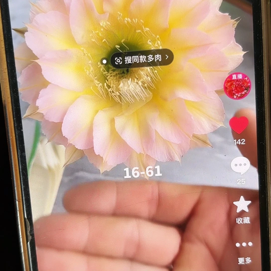 16-61彩侧牙20包邮仙人球17