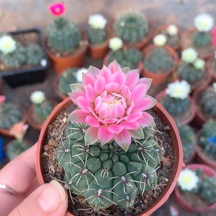 许愿特殊粉红心原盆土发