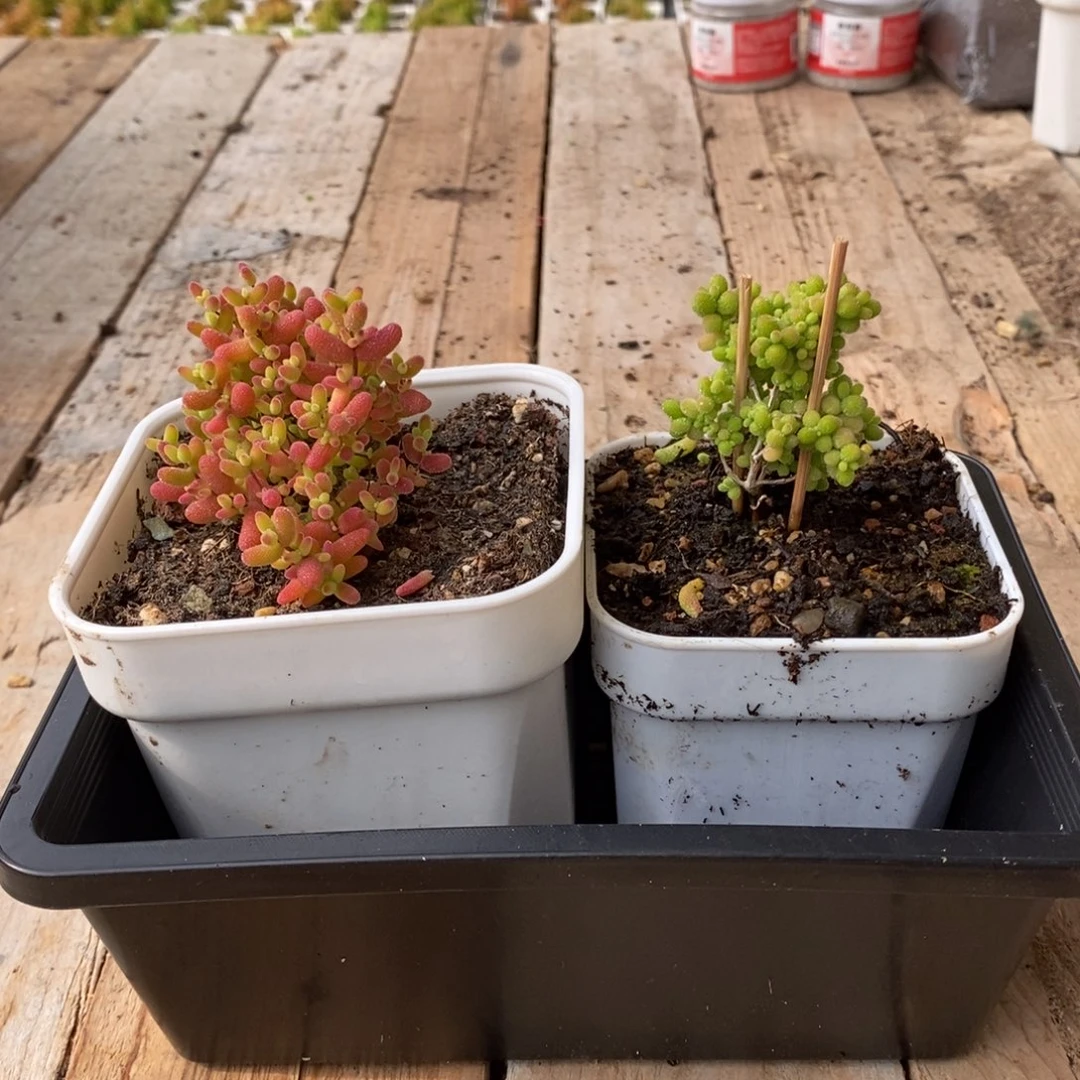 夏*枝干番杏多肉植物560