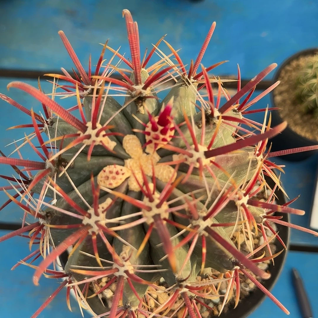 沙韵伟冠龙仙人球