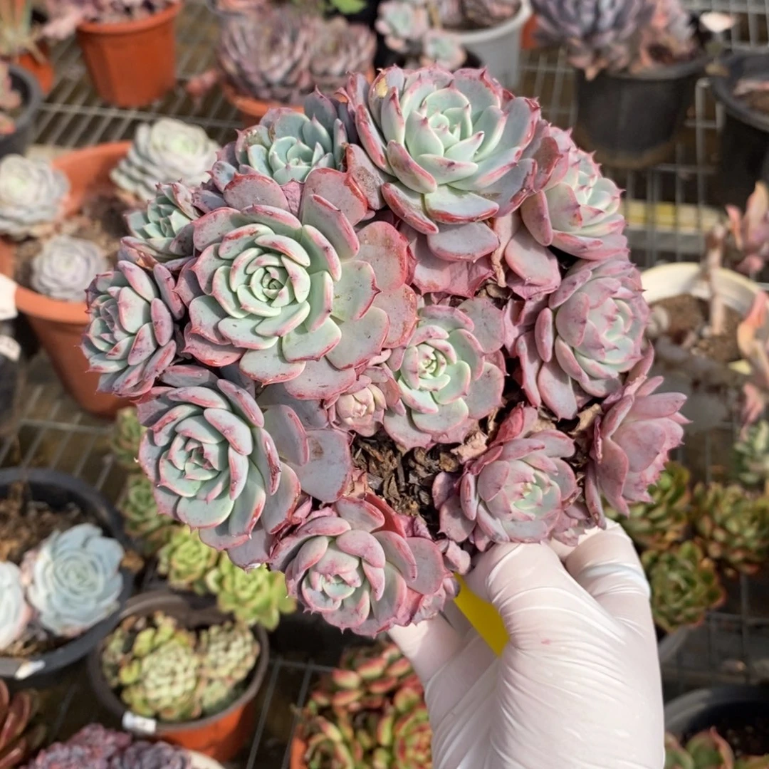 190劳伦斯一物一拍