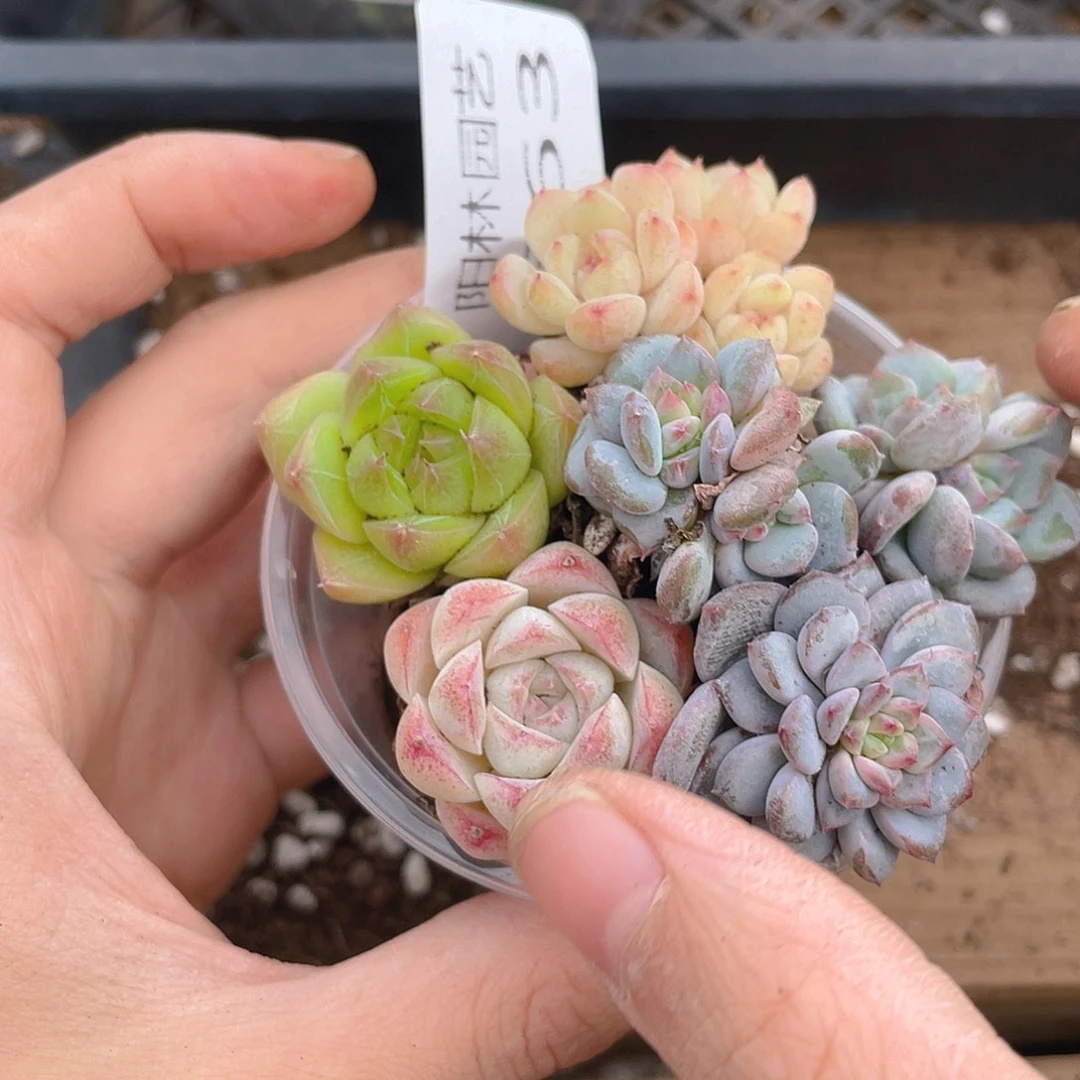 多肉植物多肉植物663