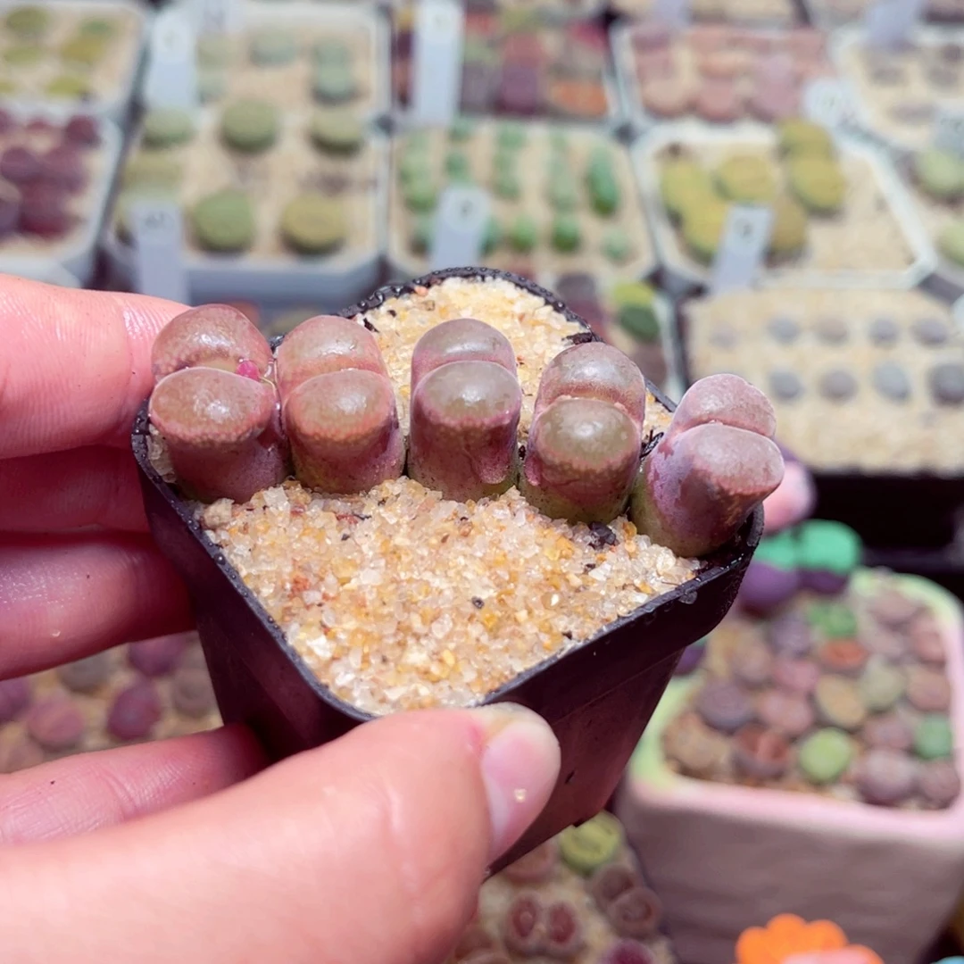 138号带盆包邮发货