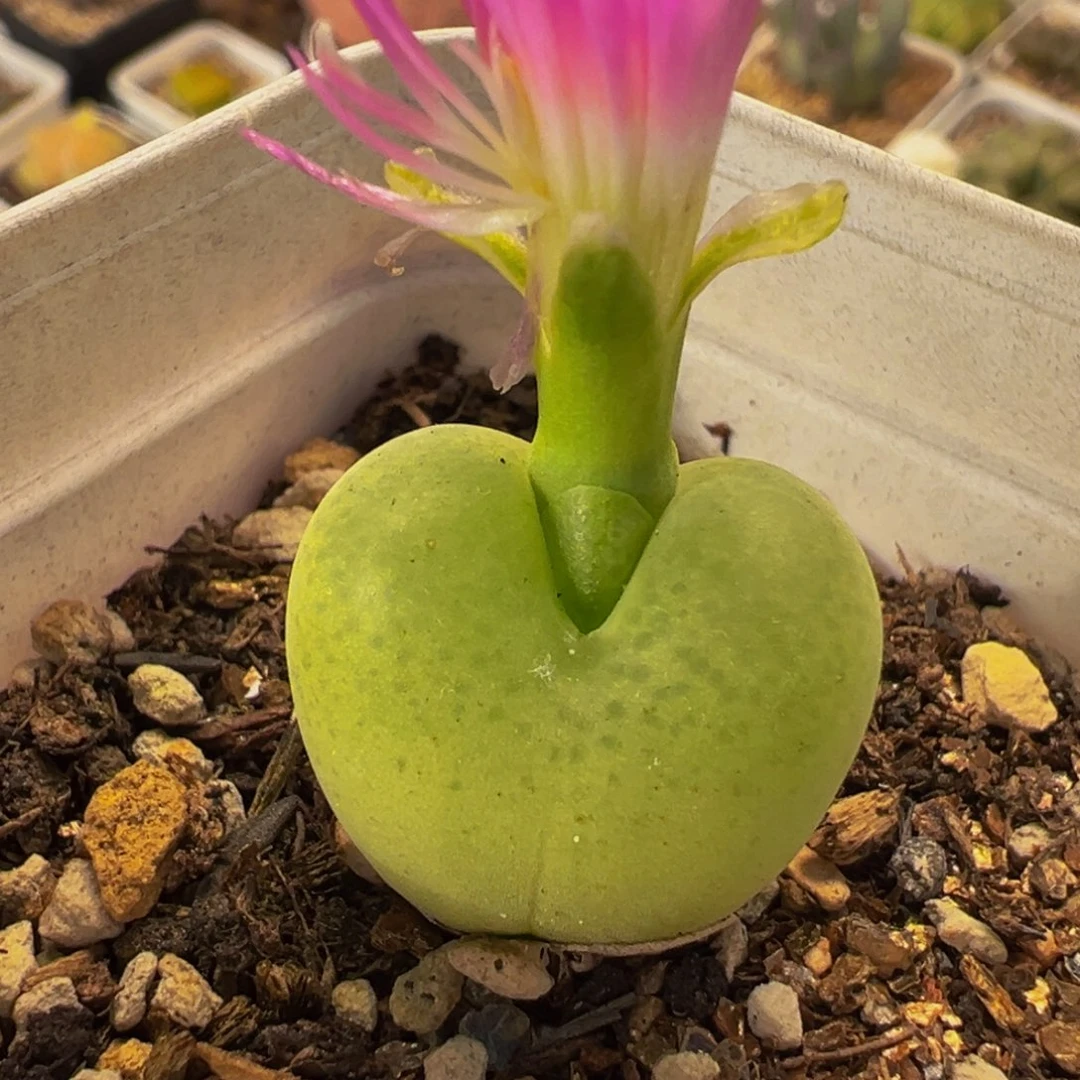 258多肉植物种类多样