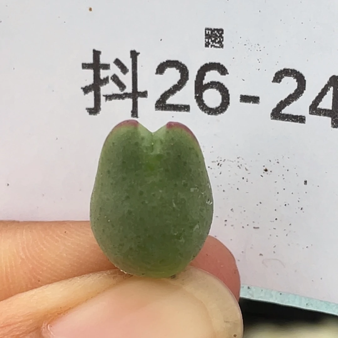 26-24白花比卡丘多肉植物