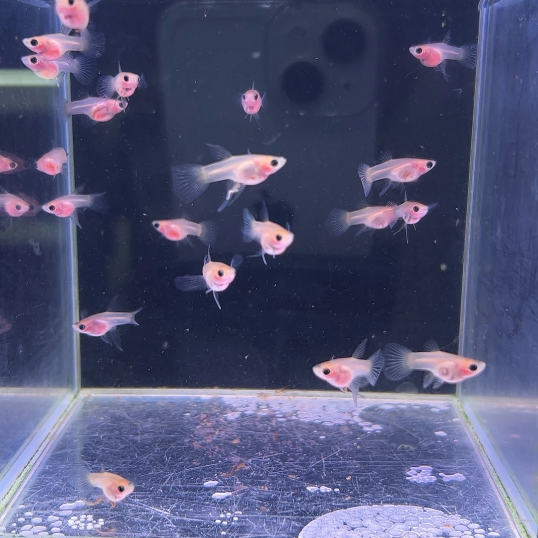 蒜***吧孔雀鱼黄蕾丝c苗20条