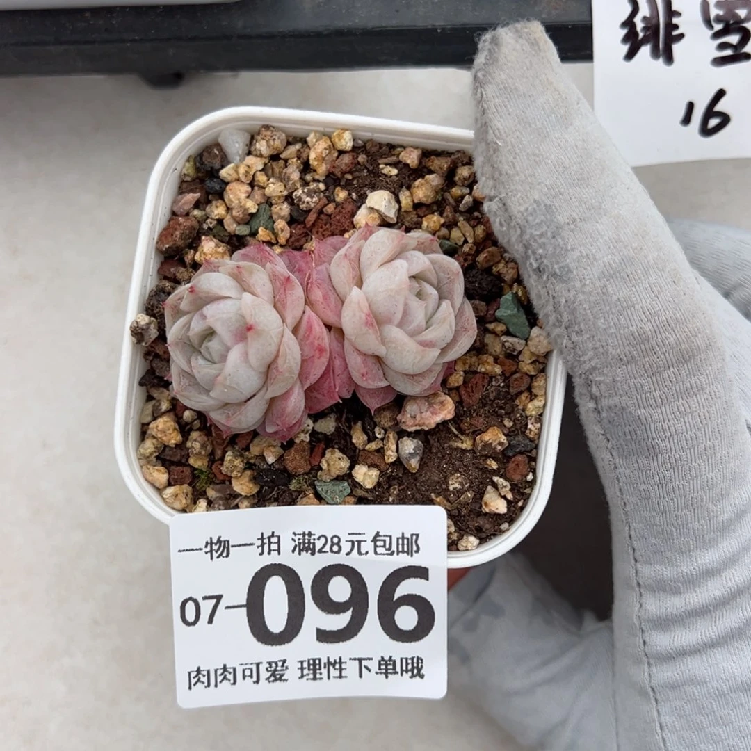 绯雪多肉多肉多肉多肉