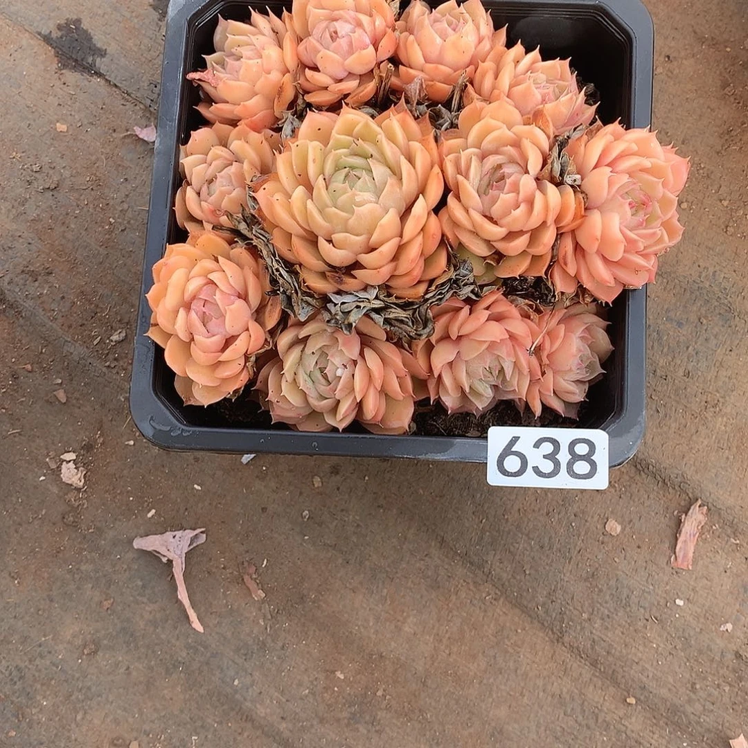 638 一物一拍多肉