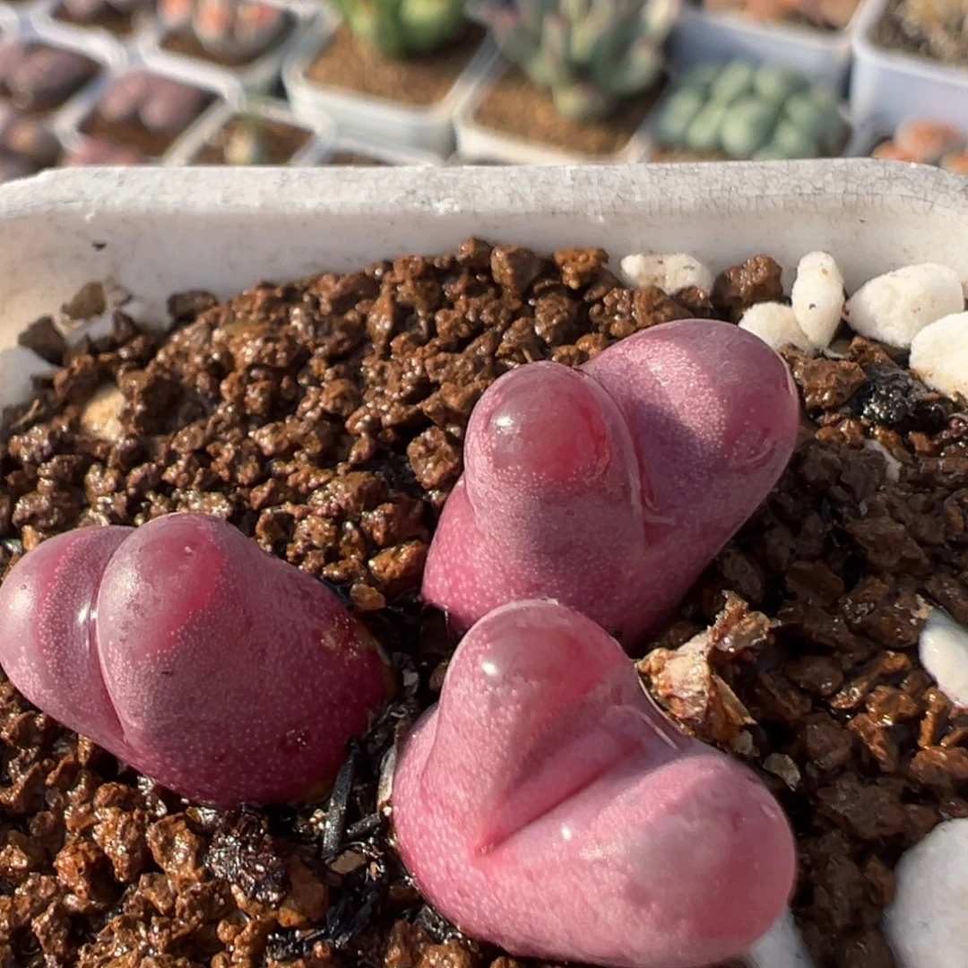 210多肉植物百科植物