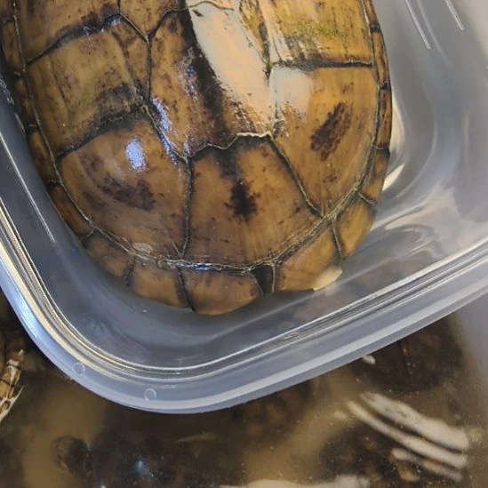 母绿毛龟小青种母