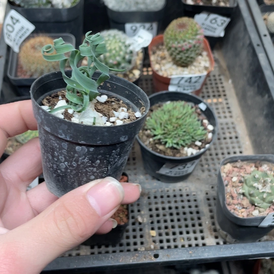 贵妃弹簧草（满18包邮）