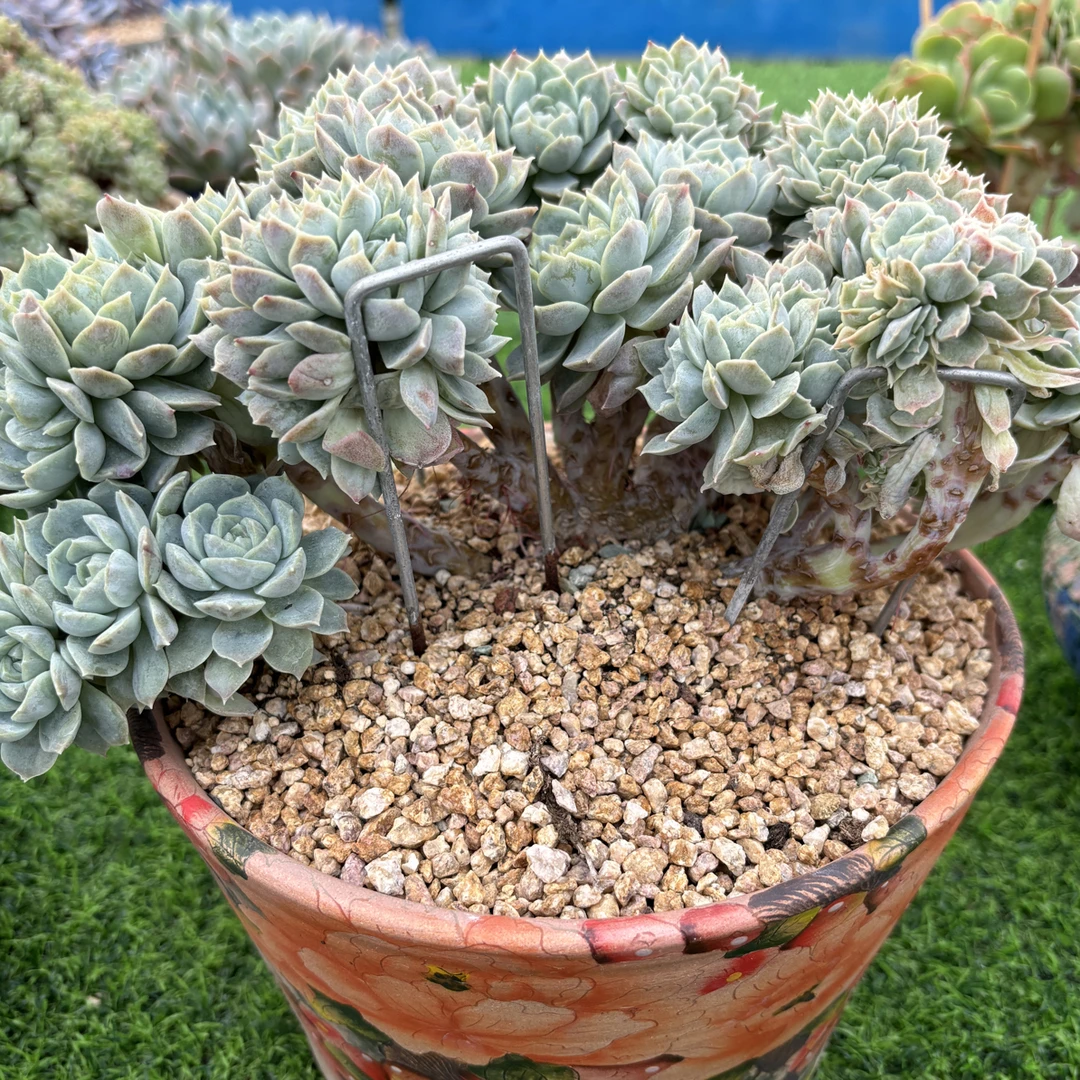 多肉植物一物一拍,